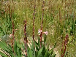 Watsonia fourcadei